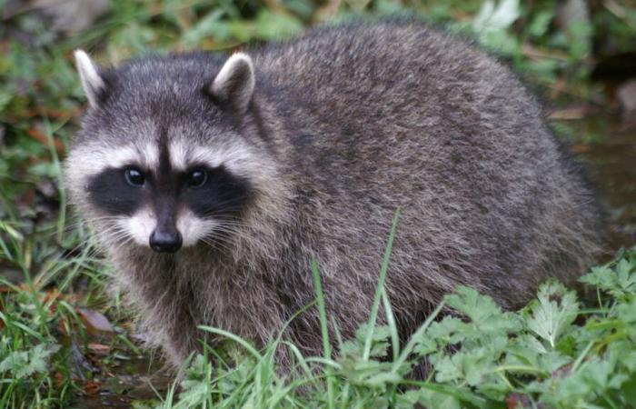 Public health | A raccoon infected with rabies in Saint-Armand, is this worrying? — 98.5 Montreal