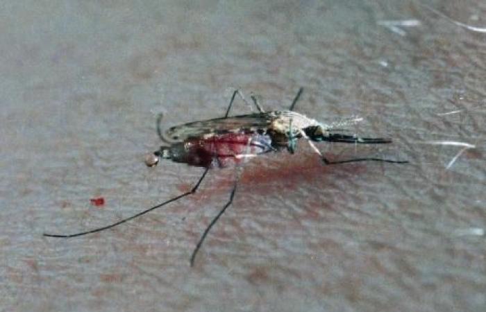 Chikungunya alert in Reunion