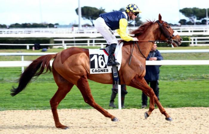 Quinté+ from Wednesday 01/15/2025 in Cagnes/mer