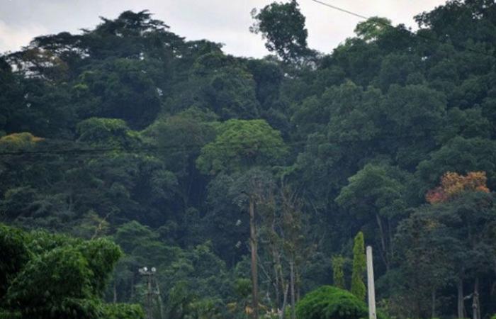 Monogaga classified forest case: Two community leaders appeared yesterday