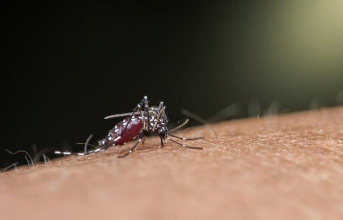 Chikungunya epidemic: the crisis management system triggered in Reunion