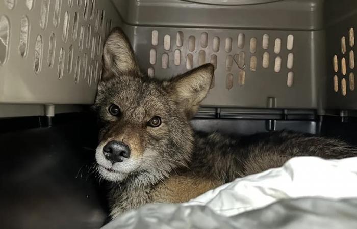 An animal is pulled out of a fridge at a grocery store and it’s definitely not the one you expected