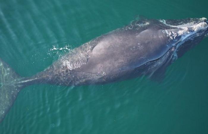 Drones to inventory injuries in right whales – Portail des Îles de la Madeleine