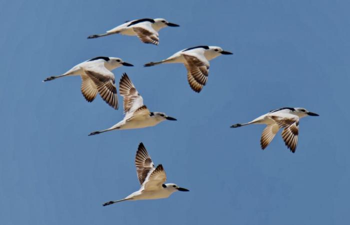 Indian ambassador showcases winged envoys of oman