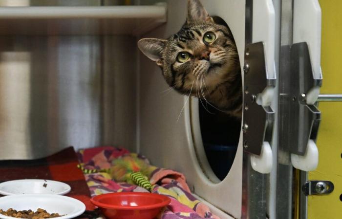 The number of cats decreasing in Quebec homes