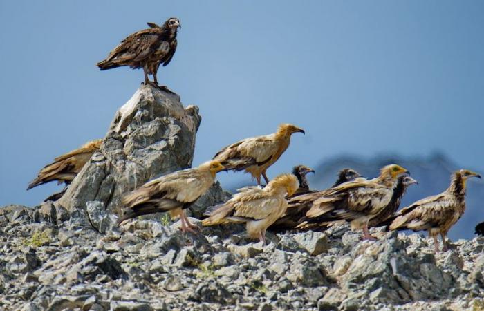 Indian ambassador showcases winged envoys of oman