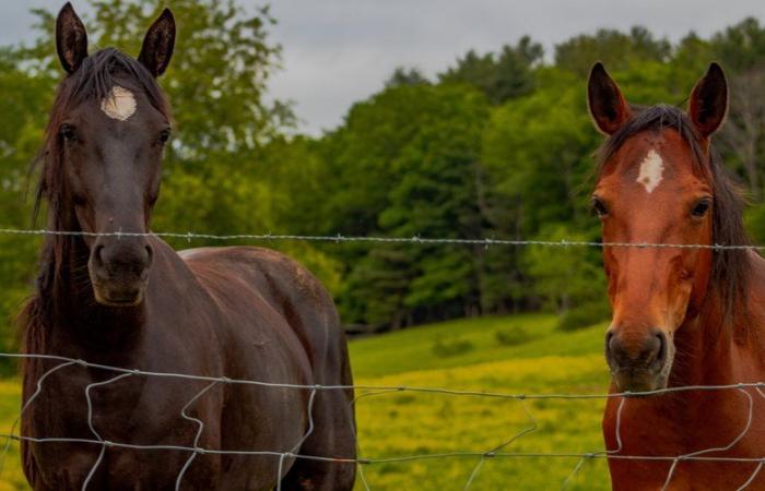 “They fell on their hindquarters in 30 seconds”: two horses and a dog found dead poisoned in Gigean