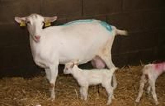 Learn more about Caev to clean up goat herds