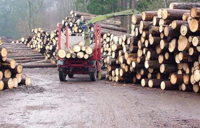 Transport of wood: the population says they are “taken hostage” in Bas-Saint-Laurent