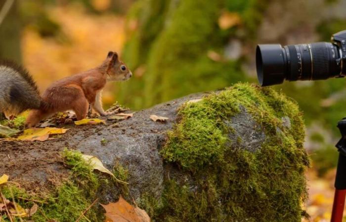 7 Tips for Photographing Wild Animals