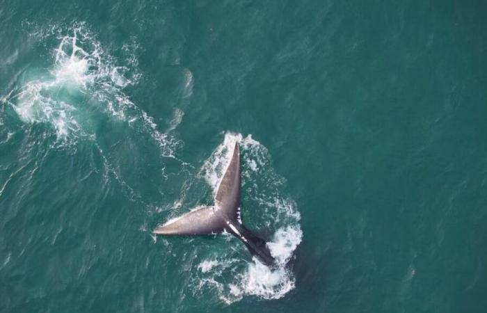 Drones to inventory injuries in right whales – Portail des Îles de la Madeleine