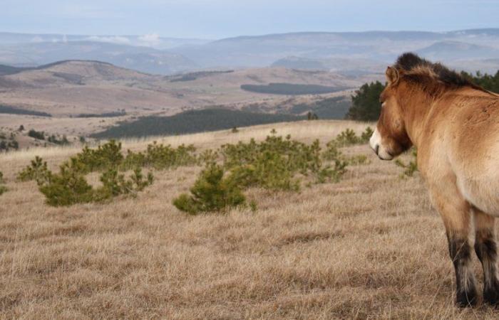 Przewalski's horses: Takh calls for donations to save the association