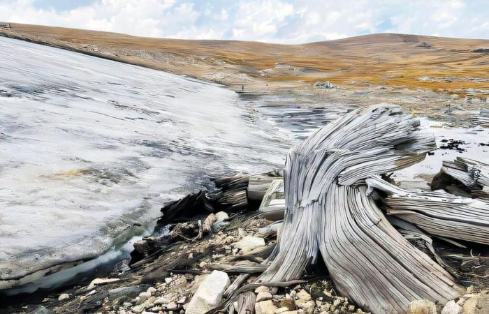 Discovery of fossilized frozen forest reveals ancient alpine ecosystem