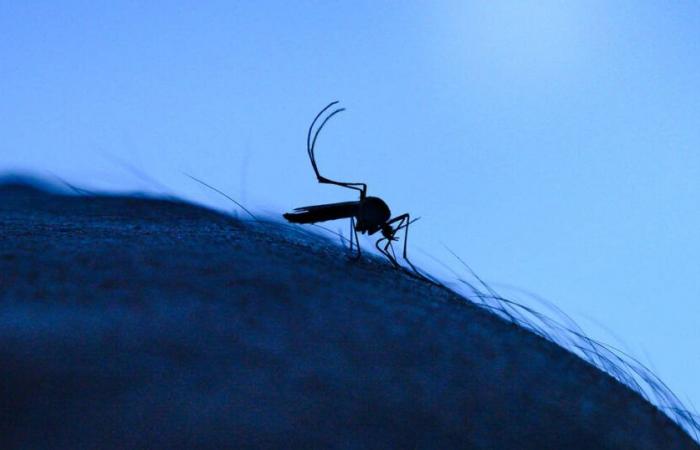 Return of chikungunya to Reunion: faced with fears of an explosion of cases, the authorities are calling for “general mobilization – Libération