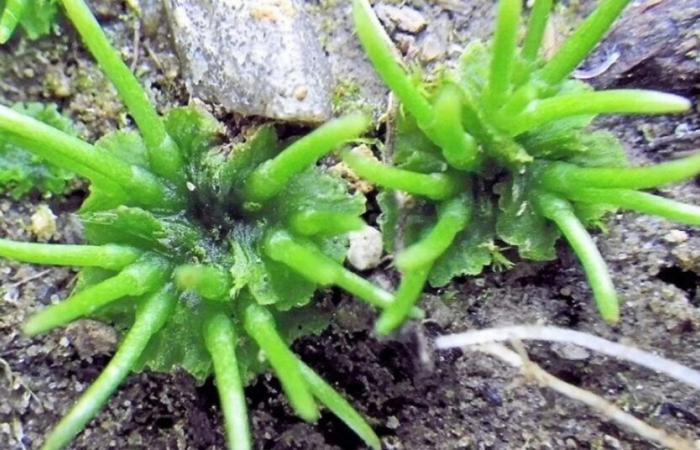 Small plants that reveal big secrets – Faculty of Science and Engineering