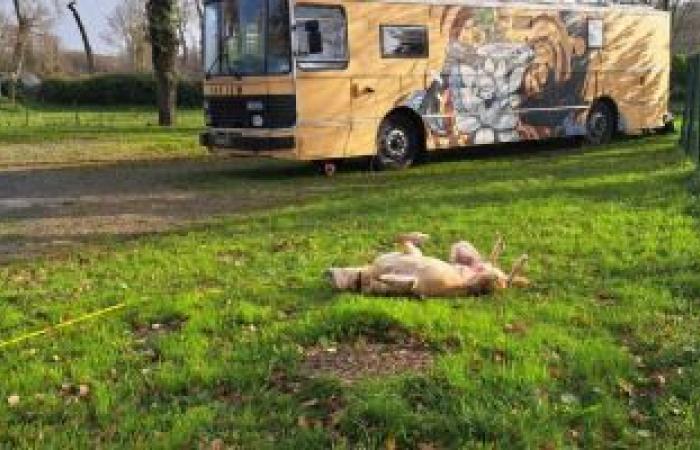 A family goes on a road trip but their bus breaks down after 80 km: they have been stranded for 5 months in Ille-et-Vilaine