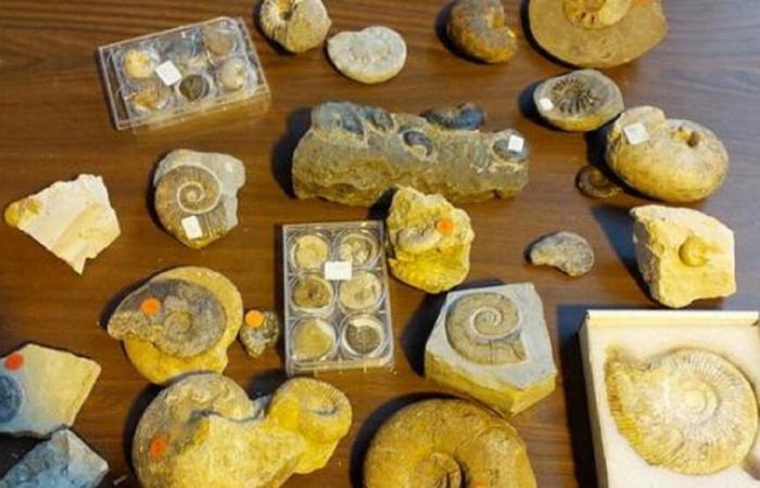 Haut-Rhin. During a road check, customs comes across more than 200 fossils