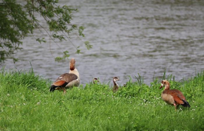 Nautic'Ham: take part in a photo exhibition dedicated to biodiversity in Moselle