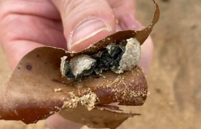 Australia: mysterious marbles force the closure of 9 beaches in Sydney