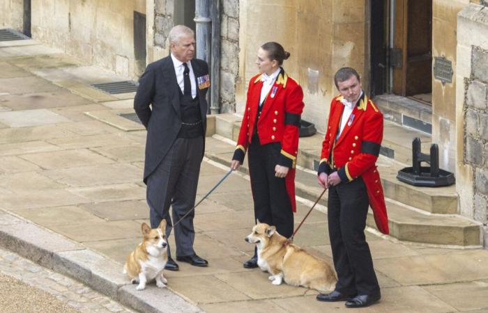 Charles III “dismayed”: his brother holds Elizabeth II’s dogs hostage