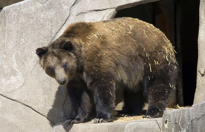 Researchers discover hibernation control center in the brain