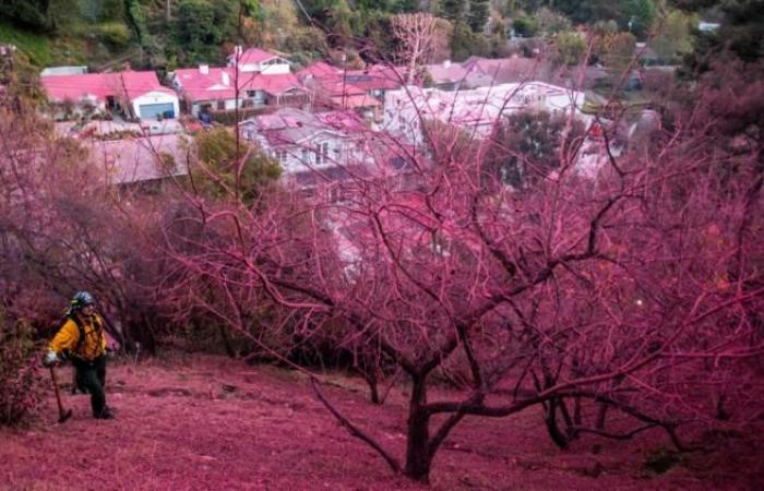 why do firefighters cover certain city streets in pink?