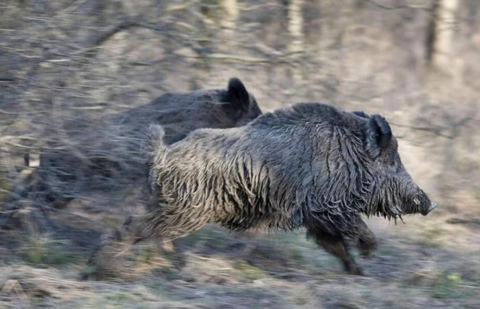 A vehicle damaged by wild boars on the RN 12, in Orne