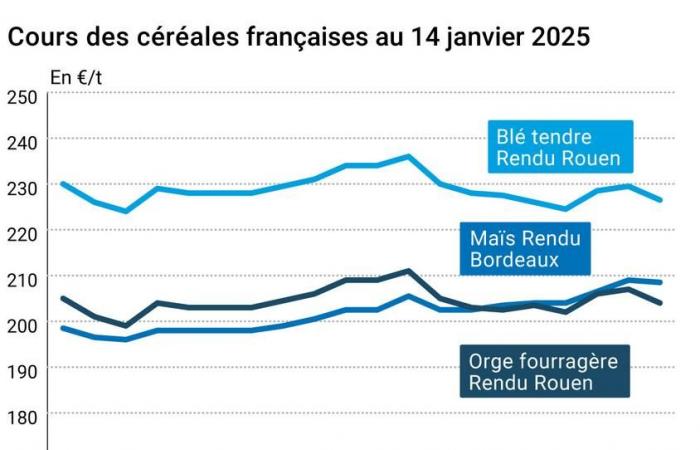 COTidienne | Cereals market on January 14, 2025 – Wheat and corn prices on Euronext are penalized by the rise in the euro against the dollar