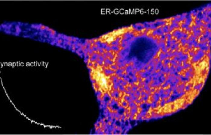 PreSyn: Molecular physiology of presynaptic function (Diane Barrière Chair)