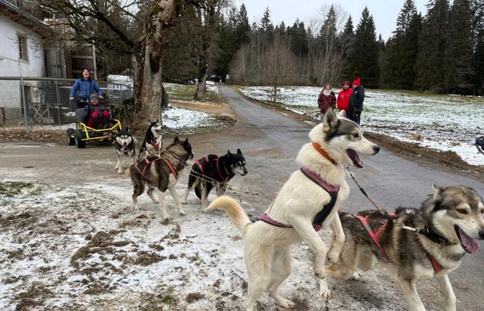 Sled dogs could go green in Saignelégier