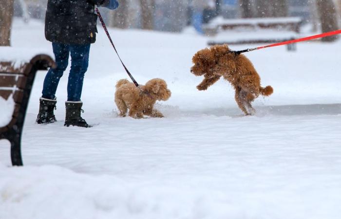 An icy cold wave will hit Quebec in the coming days