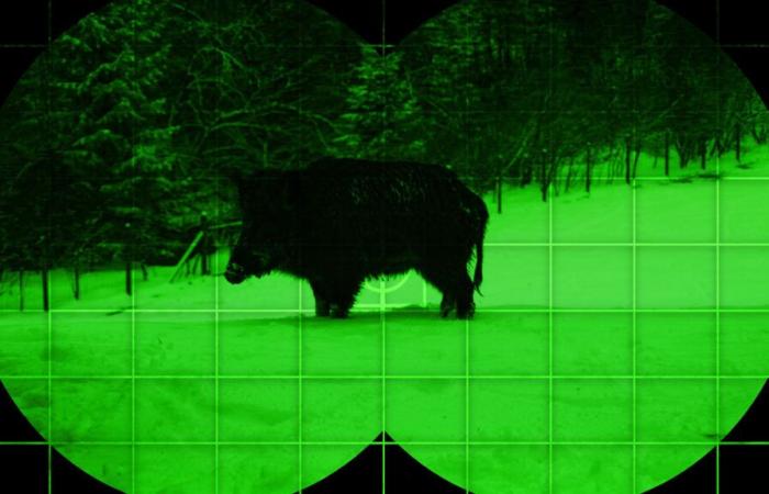 Hunting wild boars at night soon to be made easier in Belgium?