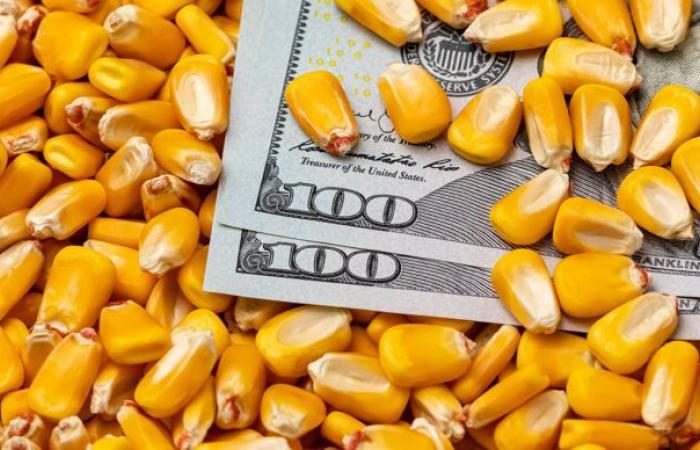 The drop in US corn production supports prices