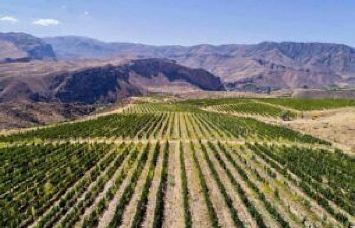 The Armenian wine house HIN ARENI, the strength of an ancient terroir – Armenian News Online