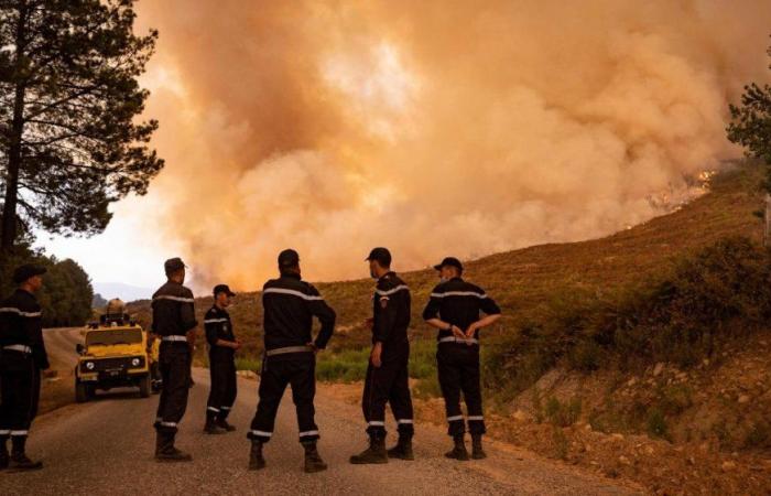 Jbel Aghendrou forest fire in Al Hoceima province brought under control