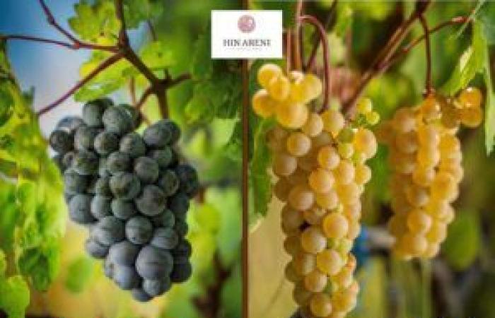 The Armenian wine house HIN ARENI, the strength of an ancient terroir – Armenian News Online