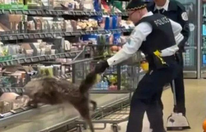 A coyote was hiding in a Chicago Aldi