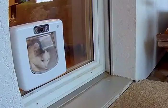 They buy a hi-tech cat flap and get plucked