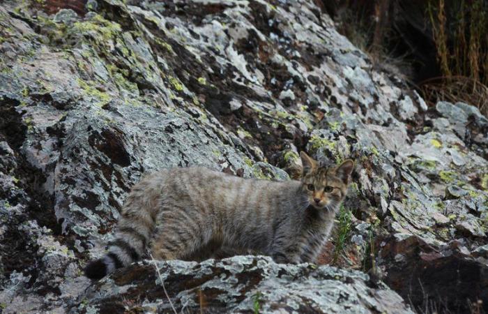 The genes have spoken: the kitten discovered north of the Lot is a forest cat