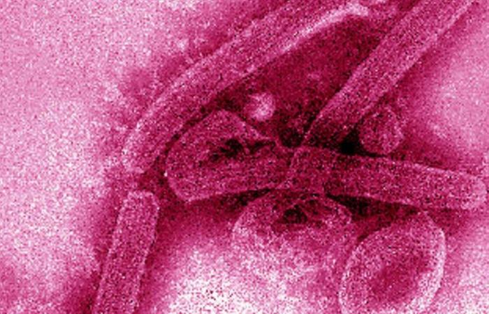 Marburg virus outbreak feared in Tanzania after death of 8 people