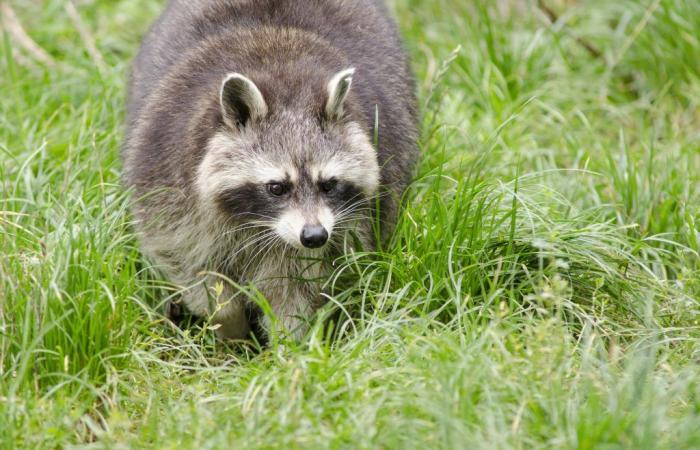 A first case of raccoon rabies detected in Quebec