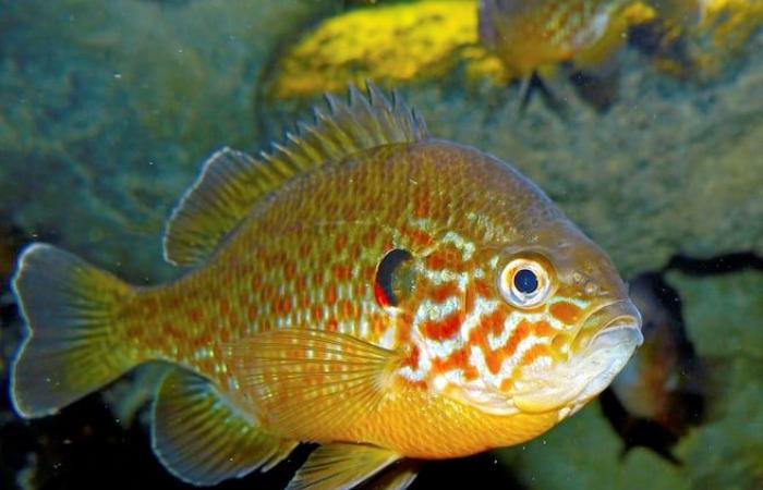 Lake Saint-Jean threatened by pumpkinseed