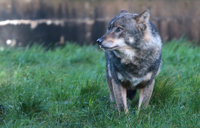 Wolf, the Morbihan prefecture confirms, “the animal observed in Guidel presents all the criteria of a wolf”