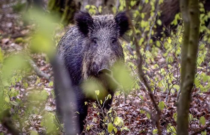 French justice gives another chance to tamed wild boar Rillette – radiolac.ch