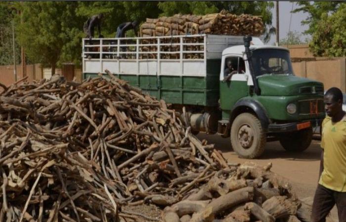 Abusive logging in Filingué: A growing threat to the ecosystem and climate in Niger – VivAfrik