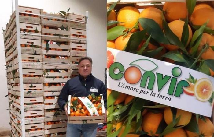 “Last weeks for common clementines with sustained prices in the field and on the markets”