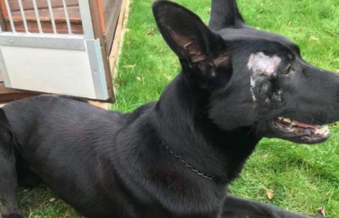 Police dog rewarded for heroism takes well-deserved retirement, and will stay with his teammate’s family