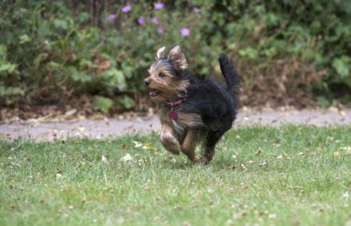 “She looked at me crying”… A 75-year-old lady saved from death by the neighbors’ Yorkshire Terrier