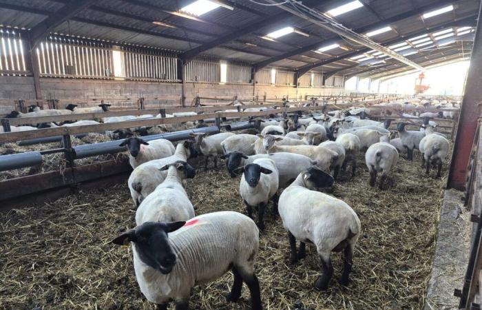 a breeder asks to put himself in his place