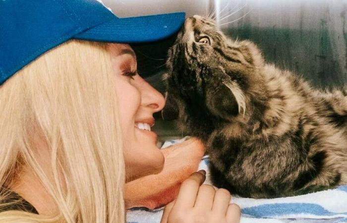 Paris Hilton helps lost cat find her family